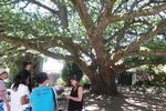 Kebun Indah Bekas Kediaman Penyanyi Opera di Yarra Valley, Australia