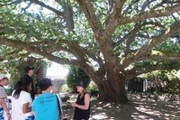 Pohon oak Inggris yang dikabarkan berumur lebih dari 180 tahun. Pohon tersebut merupakan salah satu ikon dari Kebun Coombe Yarra Valley (Rita/detikTravel)