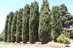 Kebun Indah Bekas Kediaman Penyanyi Opera di Yarra Valley, Australia