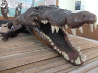 Museum Kelautan Siwalima kni sedang direnovasi dan sebagian koleksinya ada di lantai 2 Museum Siwalima. Lokasinya di Jl Taman Makmur, Kecamatan Nisa Niwe, Kota Ambon. Salah satu koleksi yang mencuri perhatian adalah awetan Buaya Tete (Afif/detikTravel)