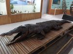 Penampakan Buaya Tete Maluku