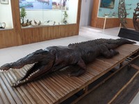 Tahun 1980-an, Buaya Tete menjadi teror masyarakat Buru Utara Timur di Pulau Buru. Tercatat, buaya ini memangsa 15 orang dengan rincian 10 orang tewas dan 5 lainnya luka-luka dan cacat seumur hidup (Afif/detikTravel)