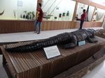 Penampakan Buaya Tete Maluku