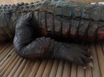 Penampakan Buaya Tete Maluku