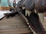 Penampakan Buaya Tete Maluku