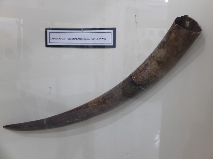 Mas Kawin Unik di Maluku: Gading Gajah