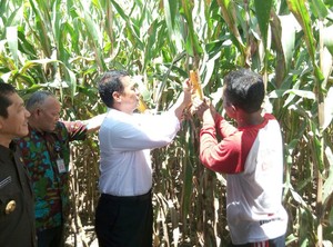 Pesan Mentan ke Petani Jagung di Karo: Jangan Jual Murah, Ya