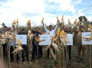 Panen Jagung di Kaki Gunung Sinabung, Mentan: Harga Jatuh, Lapor ke Saya