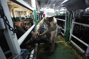 Laris Manis, 353 Sapi Asal NTT Habis Terjual Dalam Tempo 8 Hari