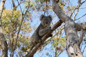 Liburan Seru 3 Hari 2 Malam Bareng Sahabat di Melbourne
