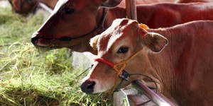 Pemakaian Antibiotik Pada Ternak Makin Mengancam Kesehatan Manusia