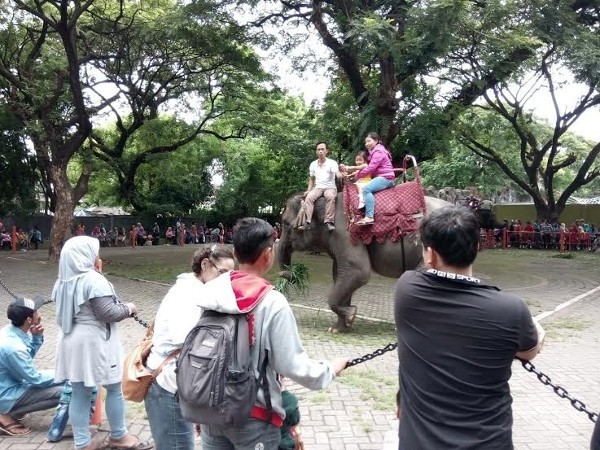 Libur Natal, Pengunjung Kebun Binatang Surabaya Membludak
