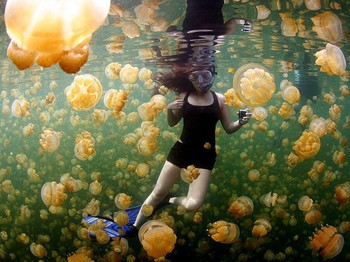 Foto berani dari penyelam wanita yang dikelilingi ribuan yellow jellies atau ubur-ubur di Palau. (kredit foto: National Geographic/Ciemon Frank Caballes)