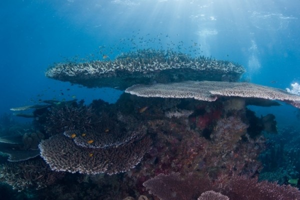 Bos Google Terpesona Wisata Bawah Laut Raja Ampat