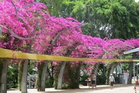 The Arbour adalah jalan pedestrian dengan kanopi bunga bougenville yang indah di South Bank (Fitraya/detikTravel)