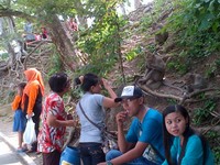 Sesampainya di Goa Kreo, siap-siap disambut kera di atas pohon, pinggir jalan, atau bahkan di tengah jalan. Jangan lupa untuk membawa kacang atau rambutan karena para kera akan sangat senang ketika pengunjung memberikan makanan (Angling/detikTravel)