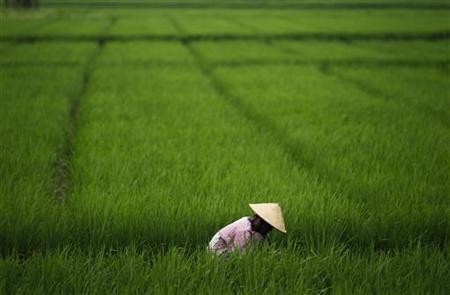 Petani RI Belum Bebas Menentukan Mau Tanam Apa