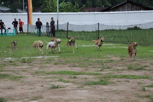 Beda! Lomba Pacu Anjing di Sawahlunto