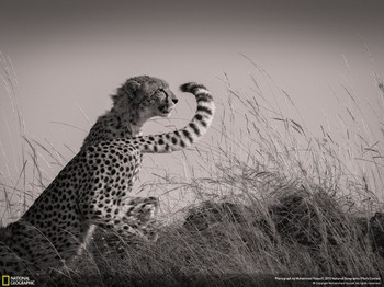 Selain tiga pemenang tadi, foto lain masuk jajaran pemenang Honorable Mention. Karya fotografer Mohammed Yousef menampilkan gambar cheetah di Kenya. (kredit foto: Mohammed Yousef/National Geographic)