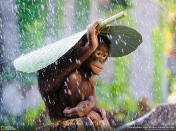 Fotografer asal Indonesia Andrew Suryono menjadi salah satu pemenang Honorable Mention kategori Nature. Ia mengabadikan momen ketika orangutan menutupi kepalanya dengan daun untuk berlindung dari rintikan hujan. (kredit foto: Andrew Suryono/National Geographic)