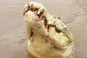 Penampakan Buaya Putih di Pulau Mornington, Queensland Dianggap Langka