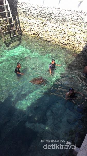 Melihat Penangkaran Penyu di Tanjung Bira