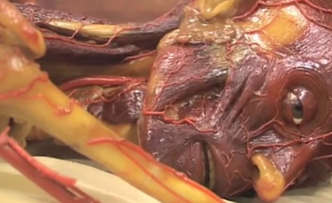 Museum di Italia yang Bikin Merinding