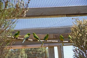 Belasan Burung Beo Langka Mati Dimakan Tikus Dianggap Memalukan Australia