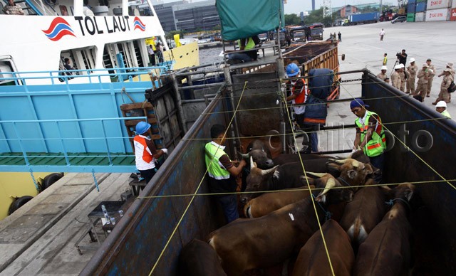 Pengusaha Ngaku Jual Rugi Sapi NTT, Mentan: Periksa Keuangannya