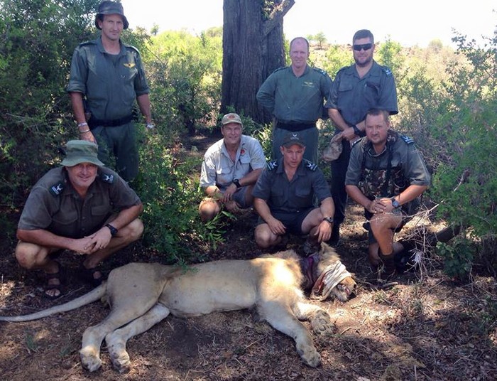 Ketika Turis Menyelamatkan Singa di Afrika