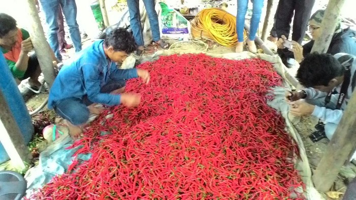 Kementan: Produksi Cabai Surplus, Tapi Harga Naik Turun