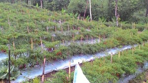 Ini Penampakan Jalan Menuju Sentra Cabai di Garut