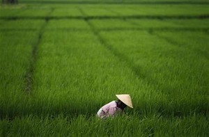 Pemerintah Jamin Produksi Beras Tak Akan Terganggu La Nina