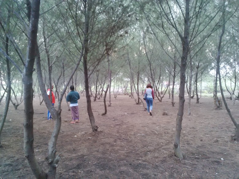 Hari Minggu Enaknya Ke Hutan Cemara Di Pinggir Pantai Banyuwangi