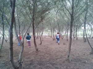 Hari Minggu Enaknya ke Hutan Cemara di Pinggir Pantai Banyuwangi