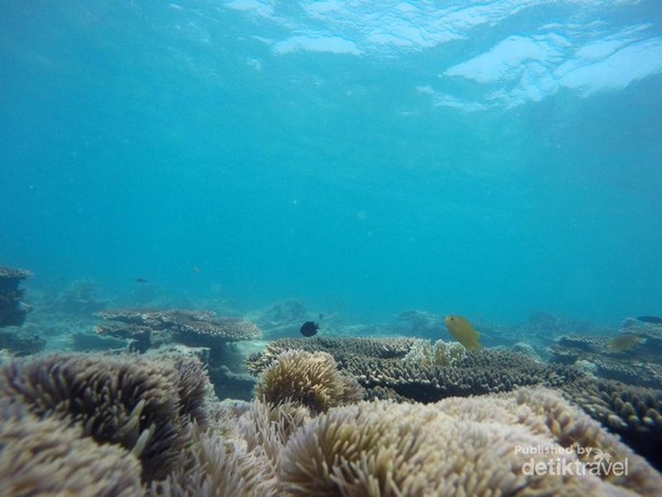 Gili Labak Keindahan Pantai Bawah Laut Madura