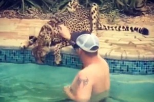Dihampiri Cheetah, Traveler Ini Malah Asyik Ajak Main & Beri Minum