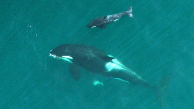 Sekitar 100 Paus Terdampar di Tamil Nadu, India