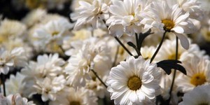 Selain Cantik dan Harum, Bunga-bunga Ini Bernutrisi dan Enak Dimakan (1)
