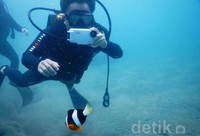 Tentunya, keberadaan kendaraan angkut ini menjadi obyek yang sangat menarik untuk diabadikan para penyelam. Pool/Arifin/detikFoto.