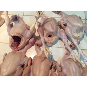 Nasib Pedagang Ayam: Jual Murah Rugi, Mahal Tak Dibeli