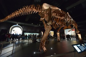 Kerangka Dinosaurus Terbesar Dipamerkan di New York