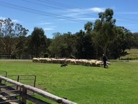 Hamparan rumput yang luas menyambut saat sampai di sana. Gerombolan domba berkerumun di tengah kandang yang besar (Elvan/detikTravel)