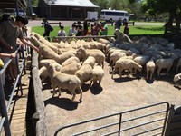 Tak hanya bisa melihat pemandangan para domba yang berkumpul itu saja, tapi juga ada yang lain. Yaitu atraksi memotong bulu domba. Pengunjung bisa melihat bagaimana prosesi domba yang ingin dipotong bulunya (Elvan/detikTravel)