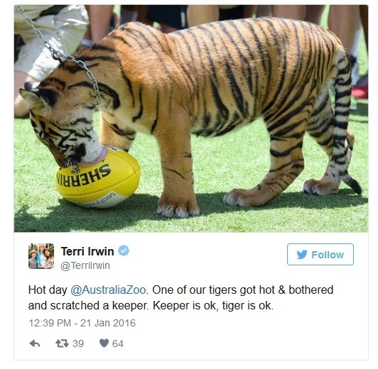 Kepanasan dan Terganggu, Harimau Ini Serang Penjaganya