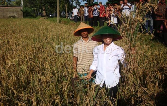 Ini Strategi Bulog Kumpulkan 3,9 Juta Ton Beras dari Petani