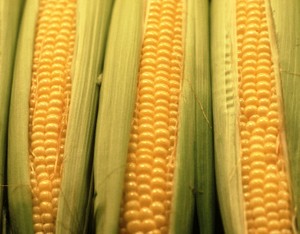 Bulog Ditunjuk Jadi Importir Tunggal Jagung, Ini Alasannya