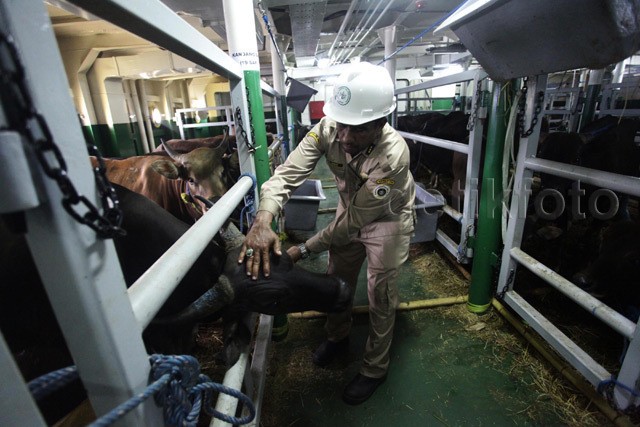 Kapal Sapi Kok Sepi? Ini Penjelasan Pelni