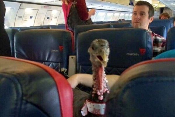 Penumpang Bawa Ayam Kalkunnya Naik Pesawat di AS