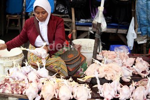 Ini Penyebab Harga Ayam Melonjak Hingga Rp 35.000/Ekor di Awal Tahun